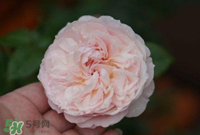 五月份可以種月季嗎？月季五月怎么養(yǎng)？