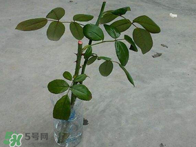 月季5月能插活嗎？月季花五月能插活嗎？