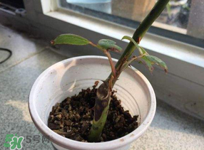 月季5月能插活嗎？月季花五月能插活嗎？