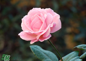 月季花5月扦插當(dāng)年會(huì)開花嗎？月季花的花期