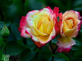 月季花5月扦插當(dāng)年會(huì)開花嗎？月季花的花期