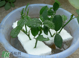 月季花什么時(shí)候插最好活？月季花怎么扦插成活率高？