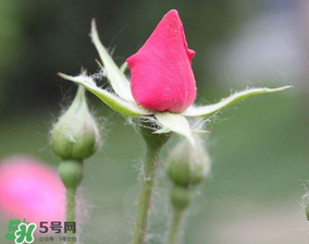月季從有花苞到開花需要多久？月季花苞到開花要多久？
