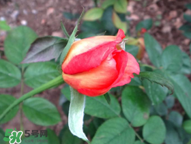 月季從有花苞到開花需要多久？月季花苞到開花要多久？