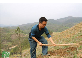 五月份能種樹(shù)嗎？五月份種樹(shù)能活嗎？