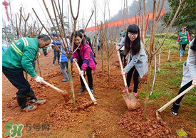 五月份能種樹(shù)嗎？五月份種樹(shù)能活嗎？