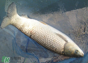 5月份怎么釣草魚？五月份怎么釣草魚？