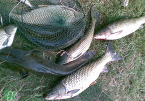 5月份怎么釣草魚？五月份怎么釣草魚？