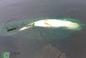 5月份怎么釣草魚？五月份怎么釣草魚？