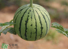 五月份可以種西瓜嗎？五月份怎么種西瓜？
