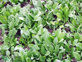 ?五月份能種菠菜嗎？5月份可以種菠菜嗎？