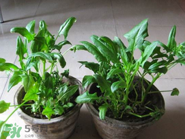 ?五月份能種菠菜嗎？5月份可以種菠菜嗎？