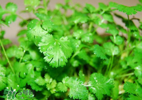 5月份能種香菜嗎？五月份能種香菜嗎？