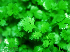 5月份能種香菜嗎？五月份能種香菜嗎？