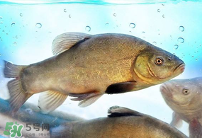 ?五月份吃什么魚？5月份吃什么魚？