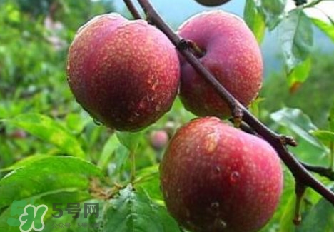 三華李種植幾年可掛果？三華李什么時(shí)候種植