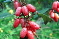 羊奶子有什么藥用價(jià)值？羊奶子有什么功效