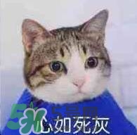紀梵希黑色頰彩霜怎么樣？紀梵希黑色腮紅多少錢？