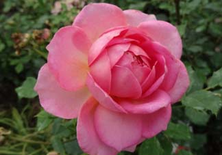 月季花5月扦插當年會開花嗎？月季花的花期