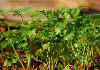 5月份能種香菜嗎？五月份能種香菜嗎？