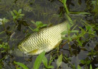 五月份能釣草魚嗎？五月份釣草魚用什么餌料？