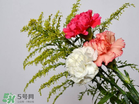 母親節(jié)送什么顏色的康乃馨？2017年母親節(jié)康乃馨推薦
