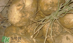 孕婦可以吃土瓜嗎？孕婦能吃土瓜嗎？