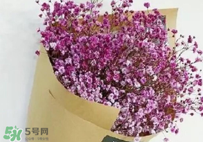 滿天星多少錢一束2017？滿天星多少錢一支2017？