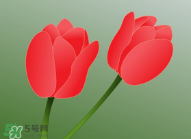 母親節(jié)可以送郁金香嗎？為什么母親節(jié)送郁金香？