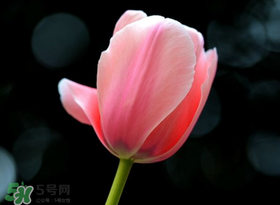 母親節(jié)可以送郁金香嗎？為什么母親節(jié)送郁金香？