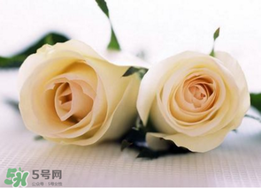 母親節(jié)可以送白玫瑰嗎？白玫瑰適合送什么人？
