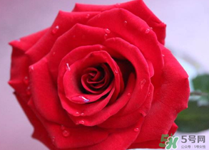 母親節(jié)送什么顏色的玫瑰花？母親節(jié)送幾朵玫瑰花？