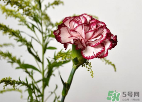 康乃馨可以放多久？康乃馨怎么養(yǎng)？