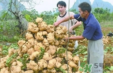 生吃土瓜有什么好處？土瓜生吃的功效與作用
