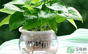 綠蘿葉子發(fā)黃怎么辦？綠籮多久澆一次水？