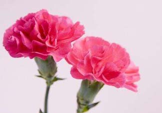 康乃馨多少錢一束2017？康乃馨多少錢一朵2017？