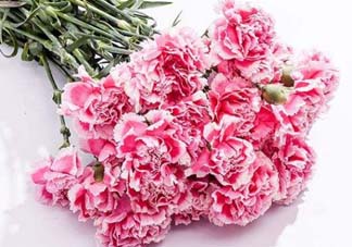 康乃馨可以放多久？康乃馨怎么養(yǎng)？