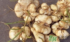 生吃土瓜有什么好處？土瓜生吃的功效與作用
