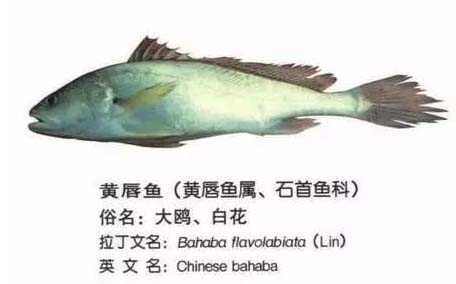 黃唇魚(yú)怎么做？黃唇魚(yú)怎么保存