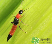 隱翅蟲(chóng)和蚊蟲(chóng)的區(qū)別？隱翅蟲(chóng)和蚊蟲(chóng)有什么不一樣？