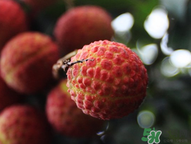 五月份有荔枝嗎？5月份有荔枝嗎？