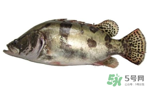 鱖魚怎么讀？鱖魚是什么魚