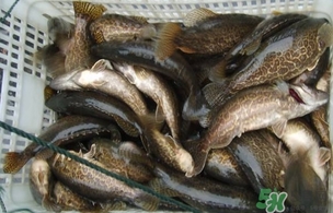 鱖魚是桂魚嗎？鱖魚和桂魚的區(qū)別