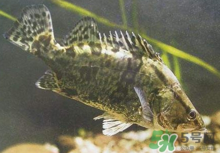 鱖魚怎么養(yǎng)？鱖魚養(yǎng)殖技術(shù)