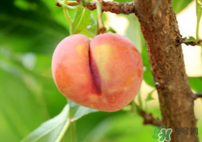 李子一天可以吃幾個(gè)？李子一次能吃幾個(gè)？