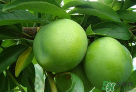 李子一天可以吃幾個(gè)？李子一次能吃幾個(gè)？