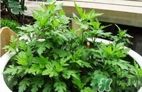 菊花腦是什么？菊花腦是野菊花嗎