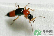 被隱翅蟲咬了后怎么辦？隱翅蟲如何預(yù)防和治療咬傷？