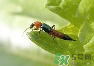 被隱翅蟲咬了后怎么辦？隱翅蟲如何預(yù)防和治療咬傷？