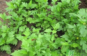 菊花腦怎么做好吃？菊花腦怎么做有營(yíng)養(yǎng)